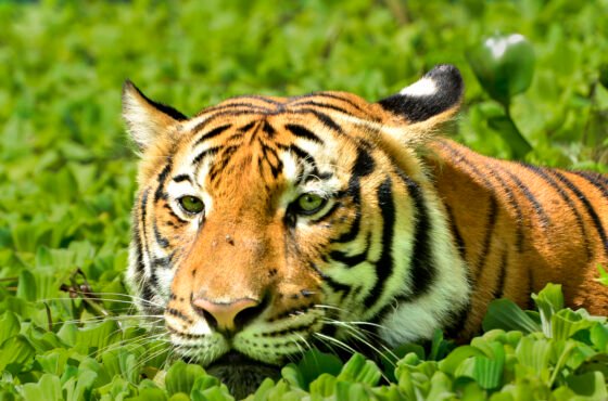 Sundarbans Tour Pakage