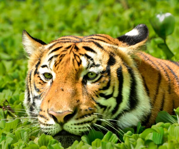India Wildlife Tiger Tour package