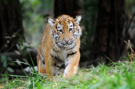 Jim Corbett  Tour Pakage