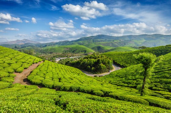 Munnar Tour package