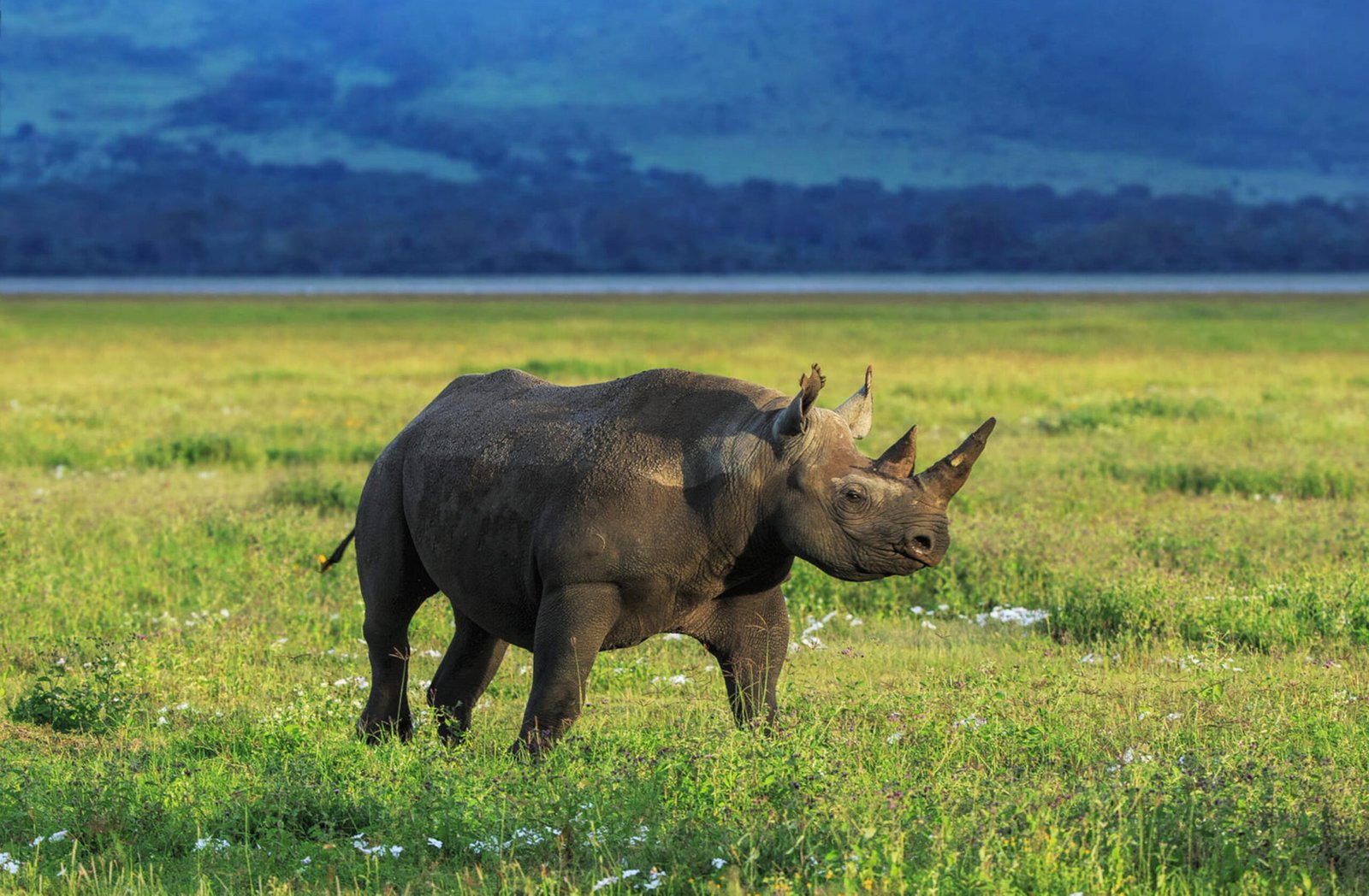 Kaziranga 