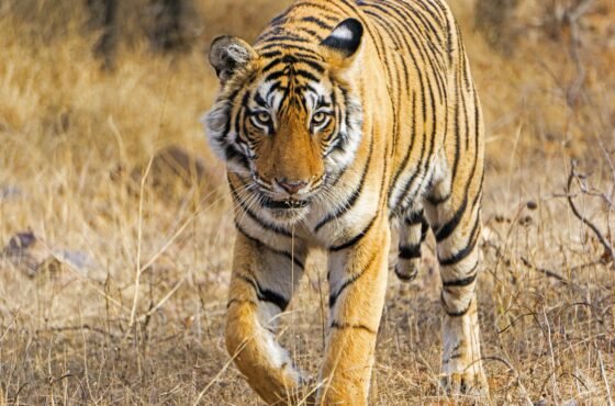 Ranthambore  Tour Pakage