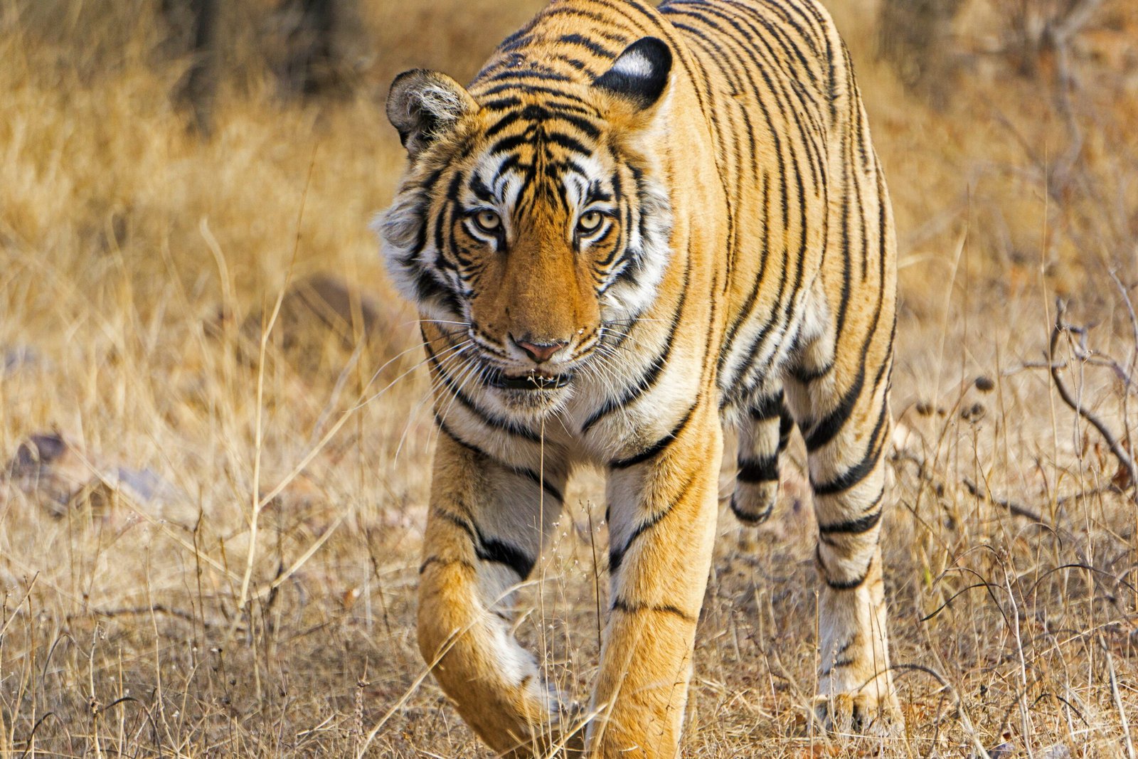 Ranthambore 