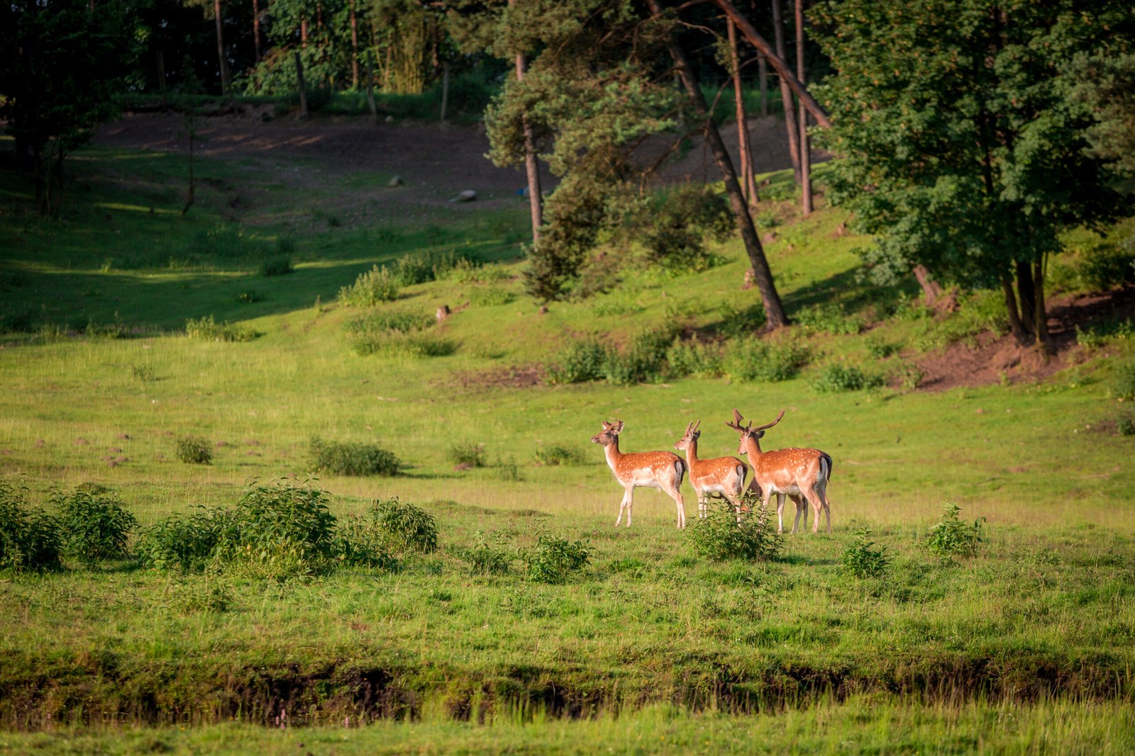 Beautiful deers in forest in summer, Europe