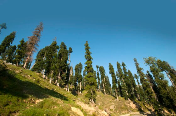 Doodhpathri & Yusmarg Tour package
