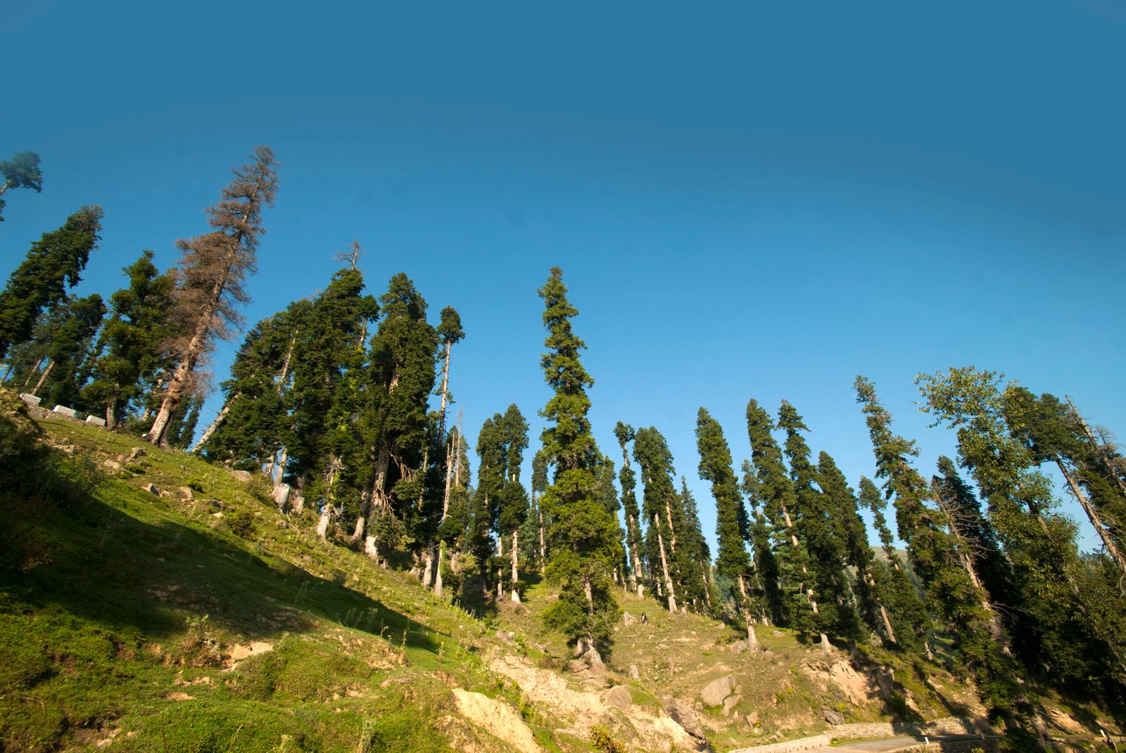 Kasol 