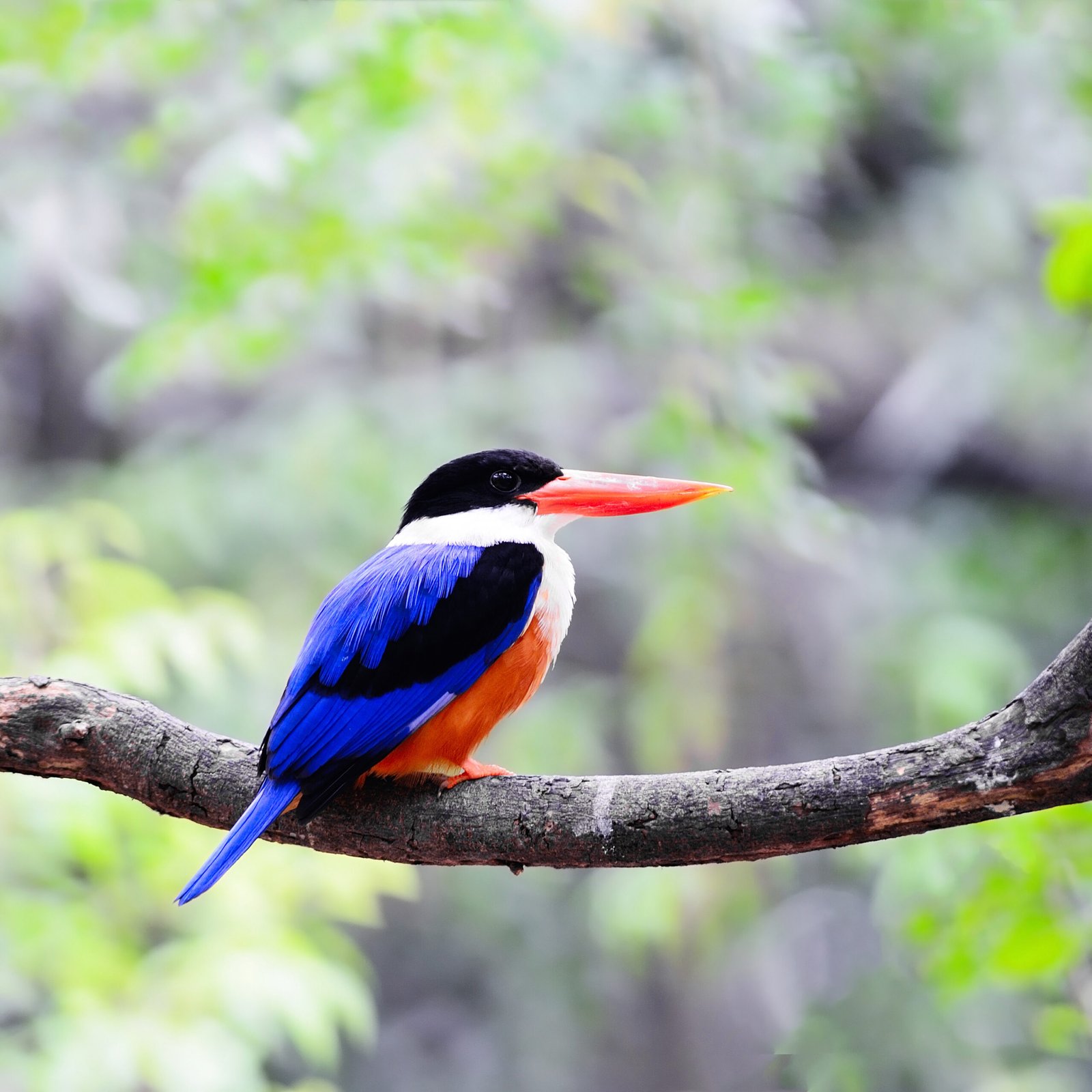 Colorful bird, Black-capped Kingfisher (Halcyon pileata), standing on a branch
