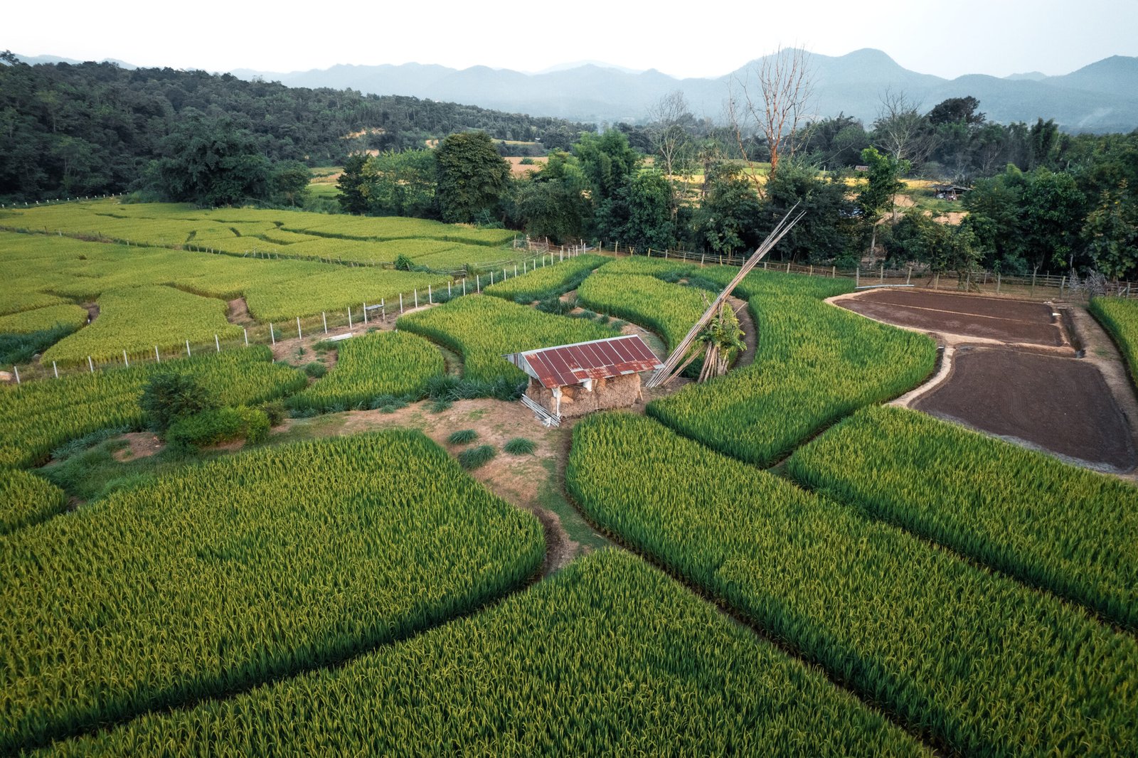 Green rice fields in the rainy season In the countryside