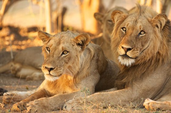 Gir National Park  Tour Pakage