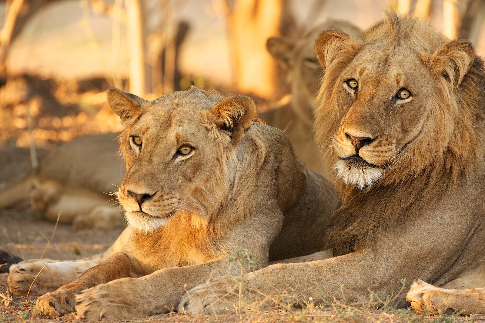 Gir National Park 