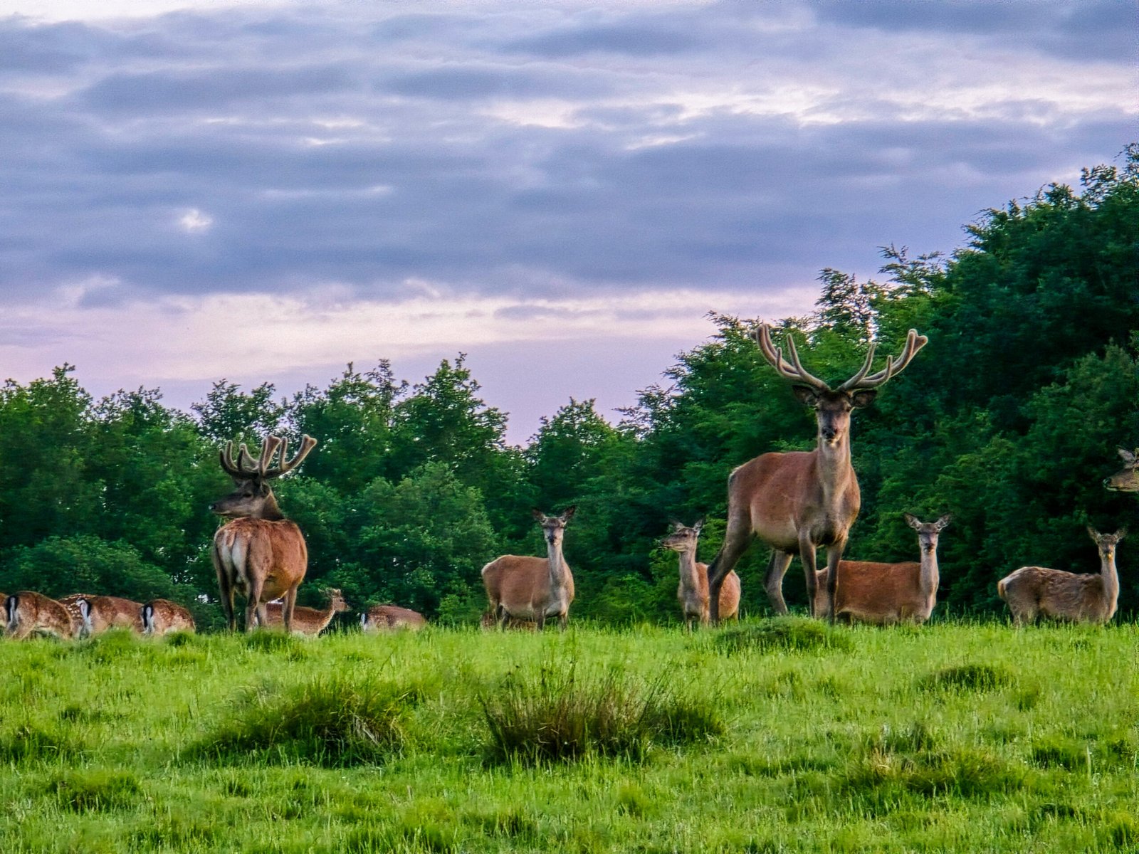 A magnificent herd of deer peacefully grazes in lush green fields as the enchanting twilight sky casts a magical glow over the serene landscape.
