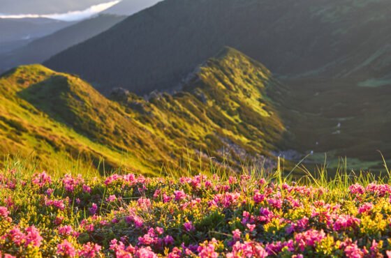 Valley of Flowers Trek Tour package