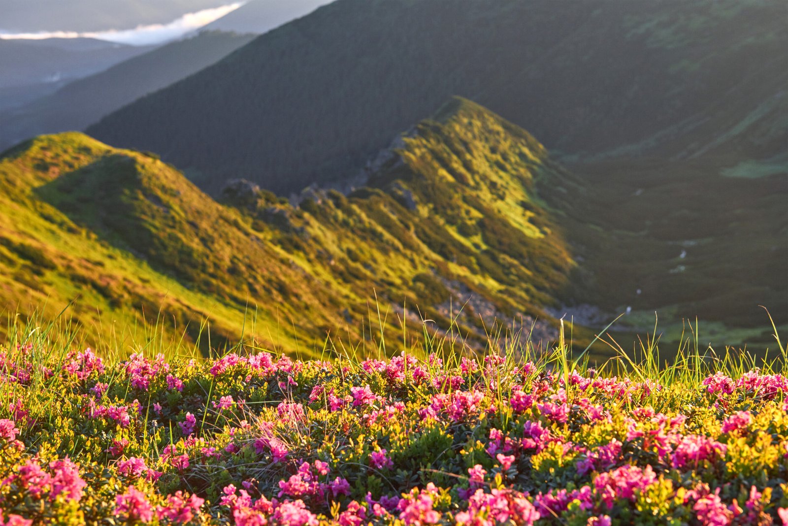 Valley of Flowers Trek