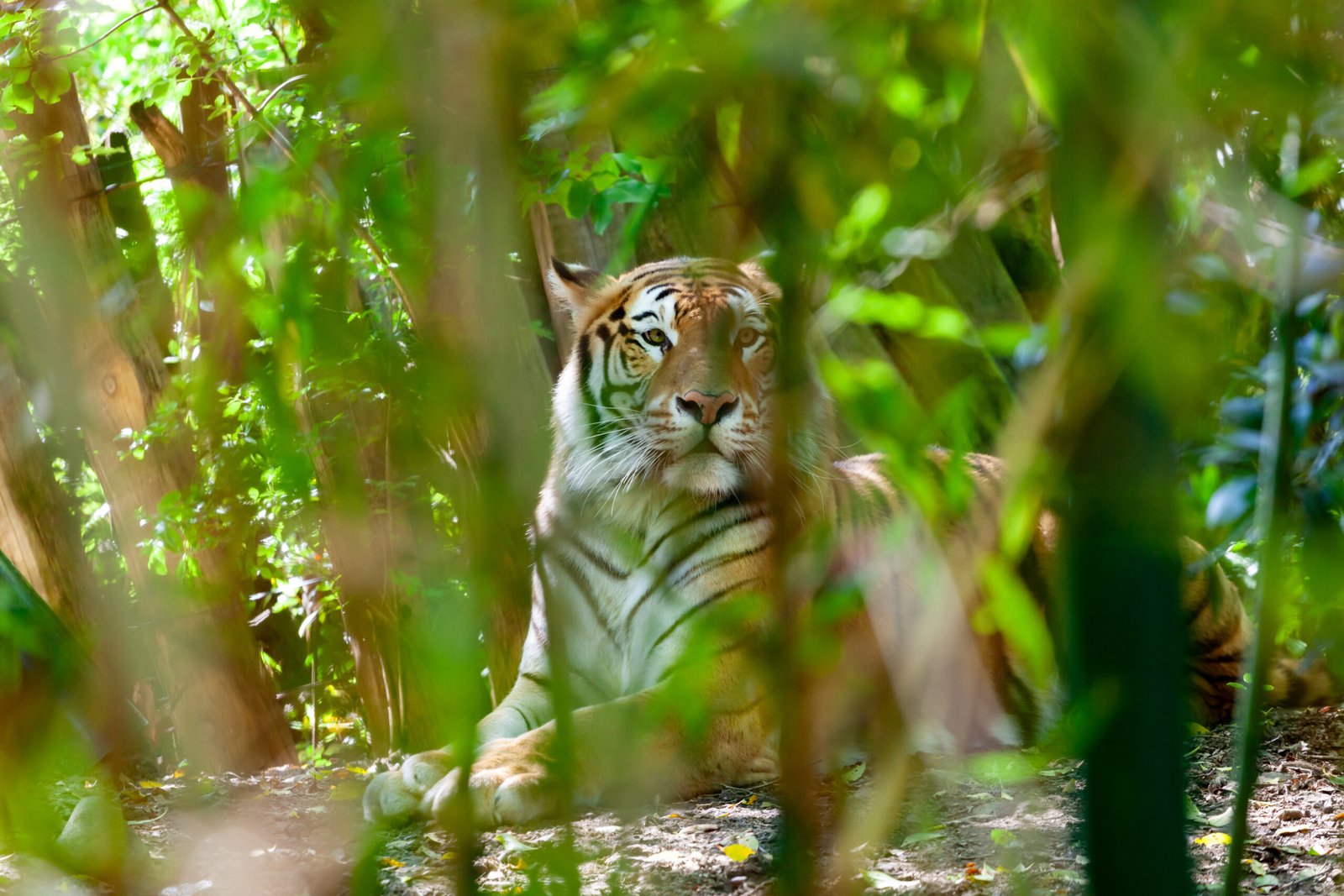 Sundarbans 