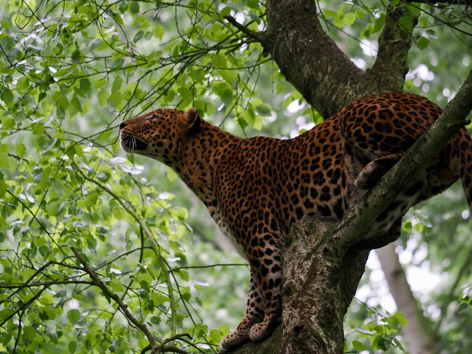 A wild leopard atop a tree branch, climbing upwards